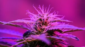 Cannabis Purple