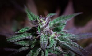 Top Indica Strains You Can Buy Online In Canada