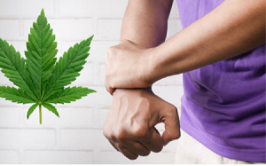 cannabis for pain management