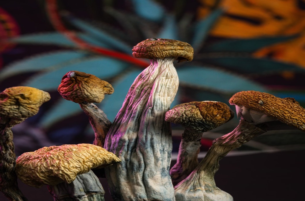 magic mushroom canada